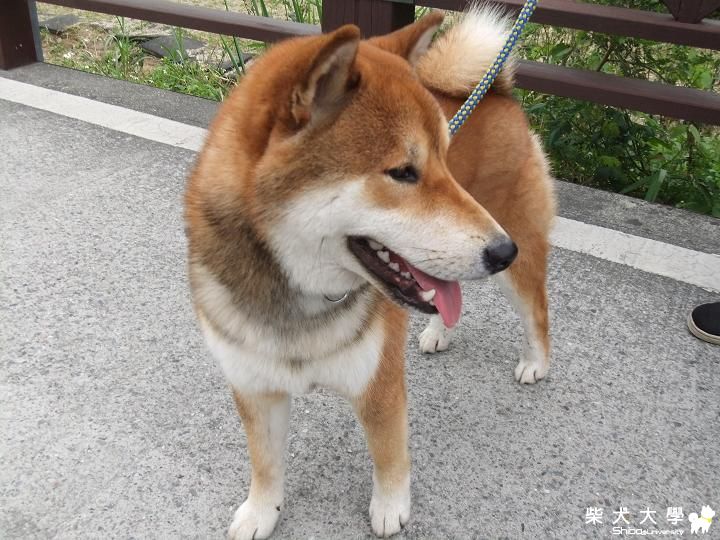 早上帶牠企玩...後來天氣變得陰陰得..(原發表者:哆啦~家)(相簿)
