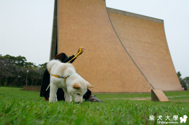 饅頭 in 東海路思義教堂(原發表者:JeffreyTsai)(相簿)