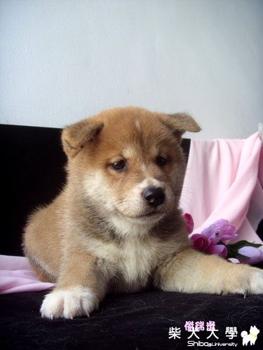 Jeremy滿二個月的時候!(原發表者:Jeremy麻)(相簿)