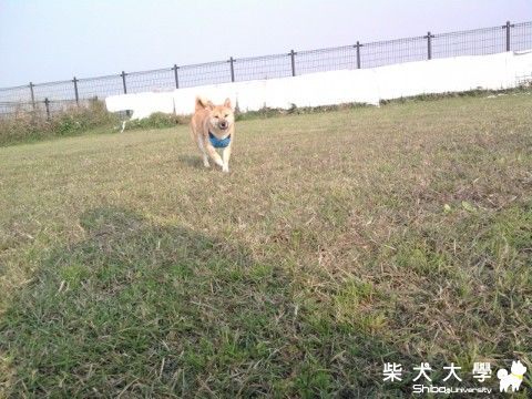 hikki 新竹狗公園 惡女走秀(原發表者:sback)(相簿)