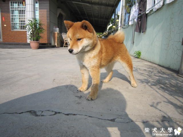 安安和寶貝~~的成長紀錄!!(原發表者:鑽石爸)(相簿)