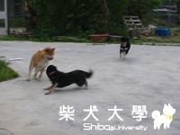 柴柴一家團聚囉~(原發表者:小柴柴姊)(相簿)