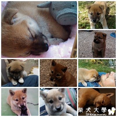 kimi亮相囉(原發表者:kimi爸)(相簿)