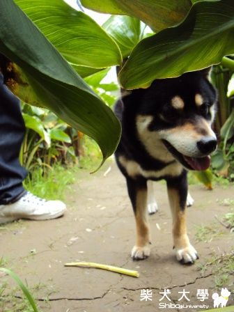 4月15號~帶Gigi上陽明山賞花!(原發表者:readest1bigread)(相簿)