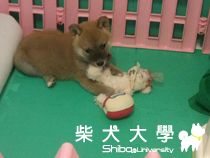 Migo(原發表者:cad0919)(相簿)