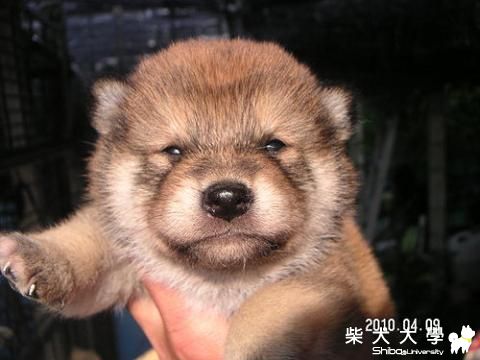 從小到大約十個月..家中照.(原發表者:哆啦~家)(相簿)