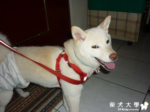 女孩轉女人(原發表者:屁蛋)(相簿)