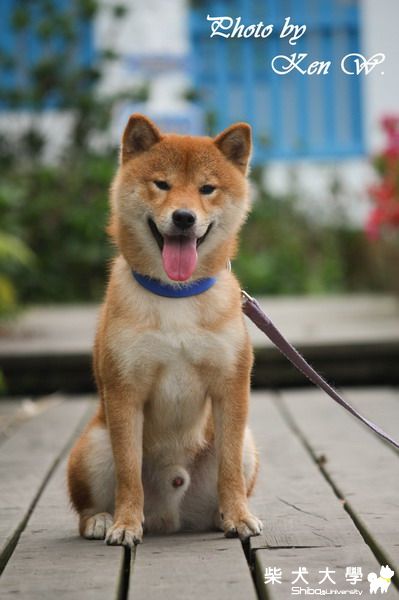 好久不見的小伙子(原發表者:財妹拔拔)(相簿)