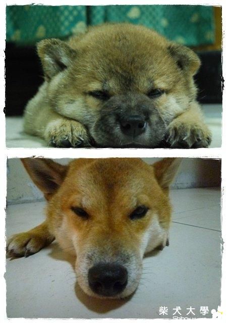 說夢話的小肥柴(原發表者:肯尼麻)(影片)