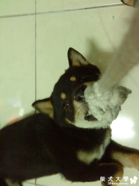 不卜最愛的玩具~(原發表者:阿助)(相簿)