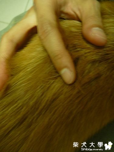 發霉的小鹿斑比  -- 我家Nemo寶貝:)(原發表者:Nemo爸)(環境管理)