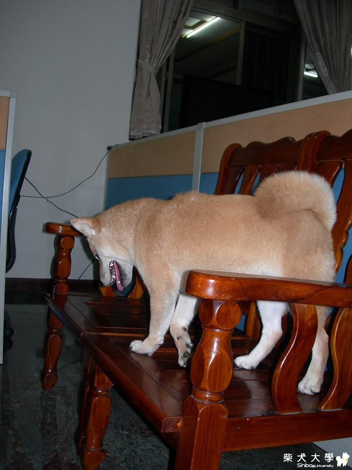 麻糬滿6個月照片(原發表者:麻糬媽)(相簿)