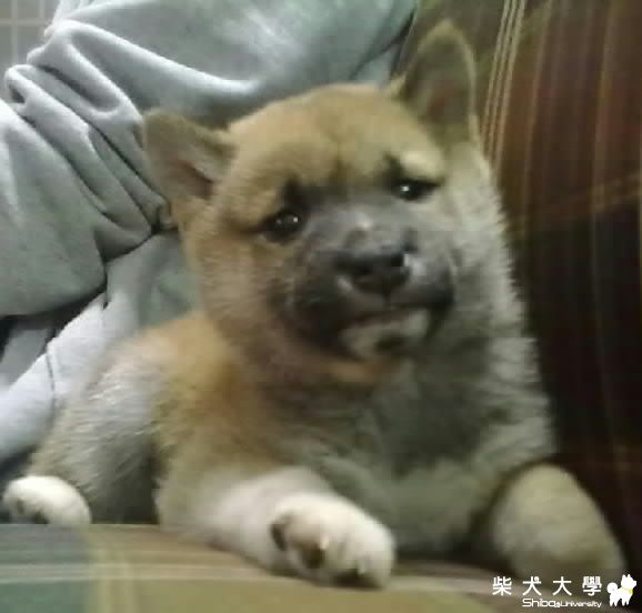 從小就像流氓的年糕(原發表者:hebe033)(相簿)