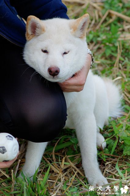 饅頭 in 東海大學東海湖前玩球球(原發表者:JeffreyTsai)(相簿)