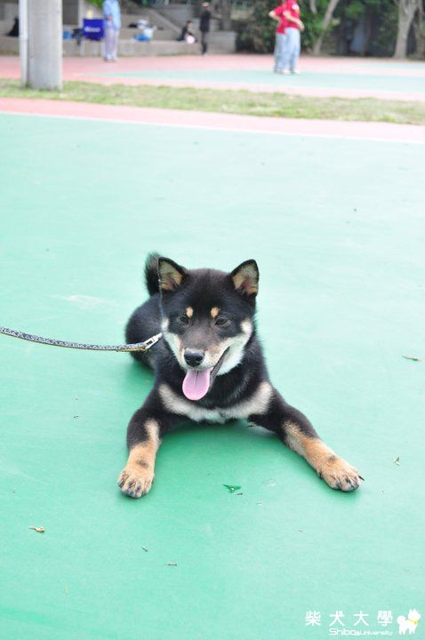 今天天氣好晴朗~我們打球去!(原發表者:阿助)(相簿)