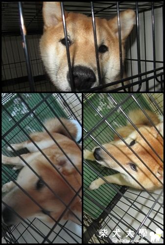 柴底迪八個月大了(原發表者:chiapeia)(相簿)