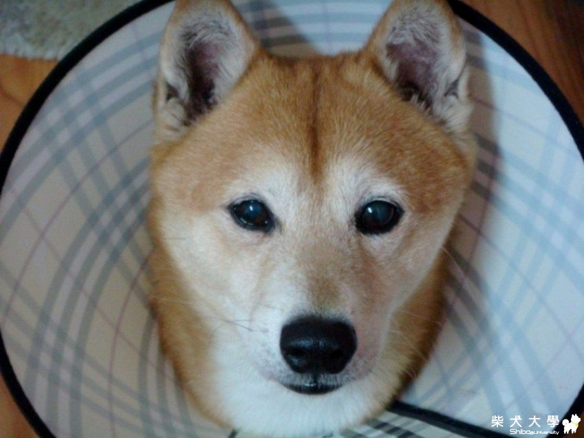 Lubie生病了(原發表者:joyce)(醫療保健)