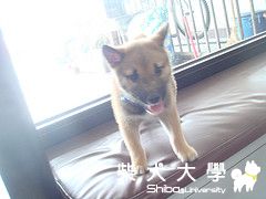 Miso睡相大公開(原發表者:Miso哥)(相簿)