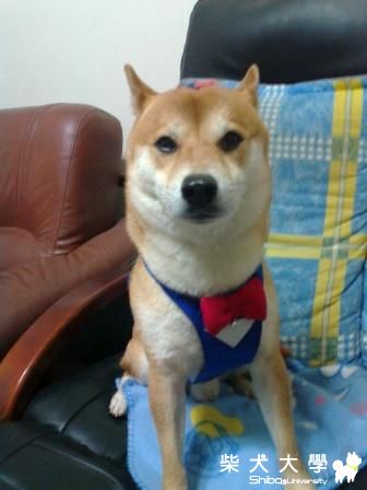 吉谷麻做的胸背帶讓元氣更帥(原發表者:元氣媽咪)(綜合討論)