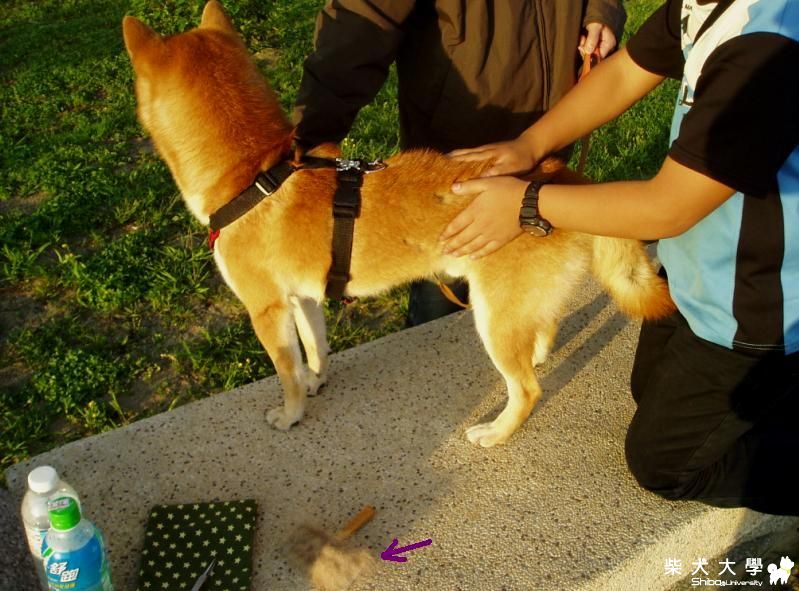 柴毛運動~~補毛詞(原發表者:吉谷家)(相簿)