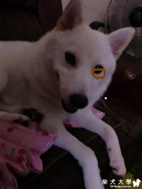 這不會是白內障吧，幫幫我，看一下吧(原發表者:哇殺咪媽)(環境管理)