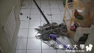 麻糬犯罪現場(原發表者:麻糬媽)(相簿)