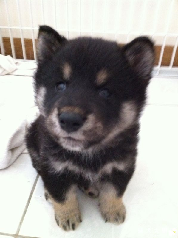 請問立耳的問題?甚麼是立耳?(原發表者:旺財爸)(環境管理)