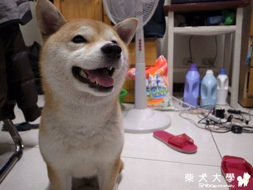 簡直一模一樣(原發表者:小米ˇ)(相簿)