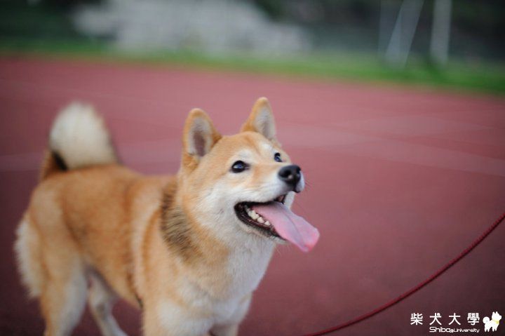 Hana九個月 : )(原發表者:Hana媽)(相簿)