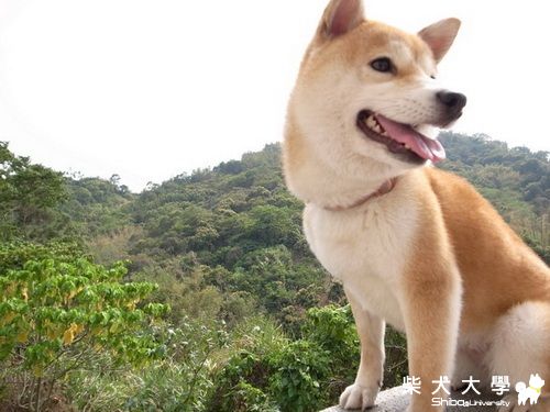 圓滿教堂/乳牛牧場炭烤(原發表者:小米ˇ)(相簿)