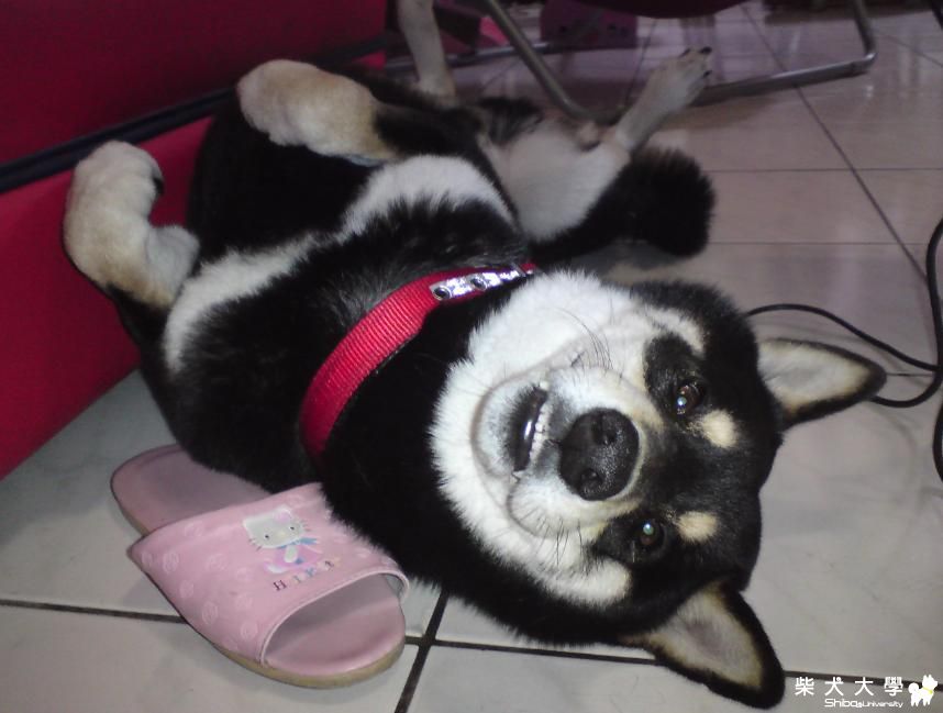 睡覺的蠢樣(原發表者:littlerax)(相簿)