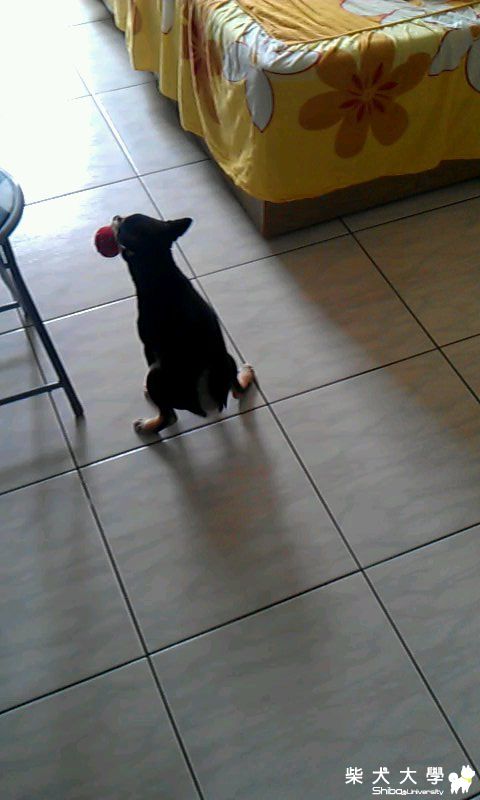 大便有這麼吃力嗎？(原發表者:Latte麻麻)(相簿)