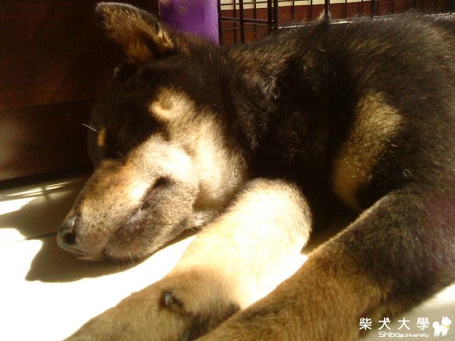 日光浴(原發表者:阿助)(相簿)