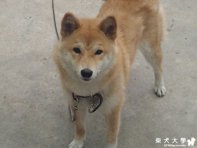 兩津勘吉 ???(原發表者:HOYA拔)(相簿)