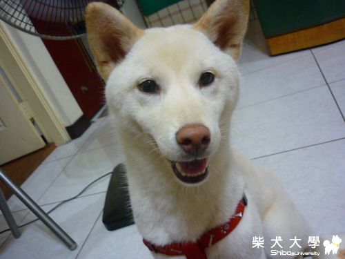 芽芽近況(原發表者:屁蛋)(相簿)