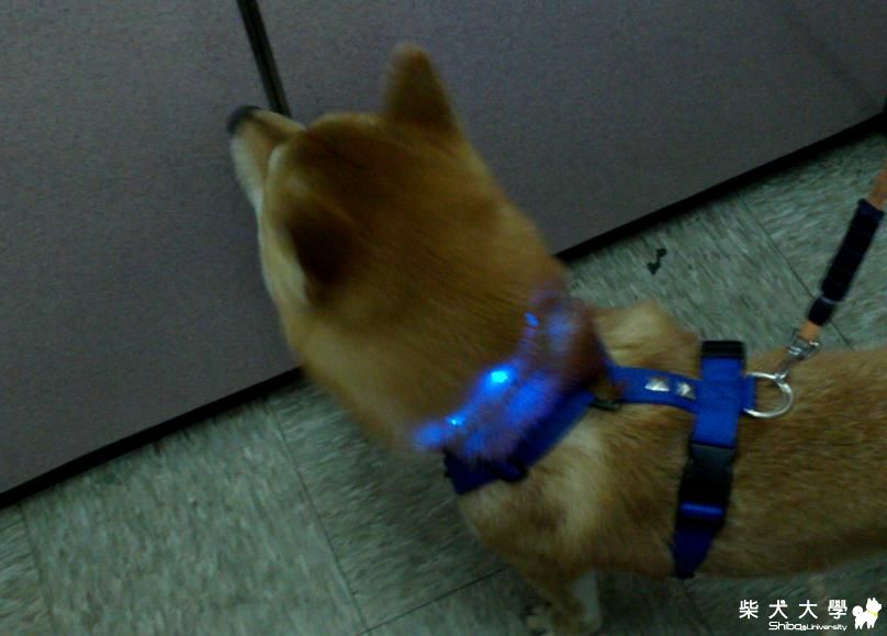 吉谷的LED項圈(原發表者:吉谷家)(綜合討論)