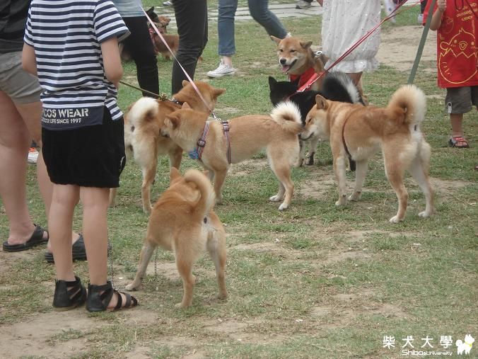2011台中寵物嘉年華-家族總動員一日遊(原發表者:peggy)(相簿)