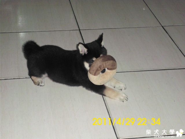 家中新成員....HAPPY(原發表者:美樂蒂麻)(相簿)