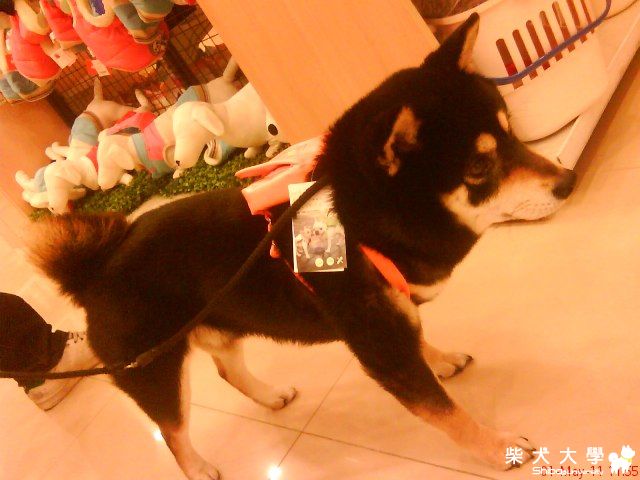 中和環球小背包(原發表者:readest1bigread)(綜合討論)