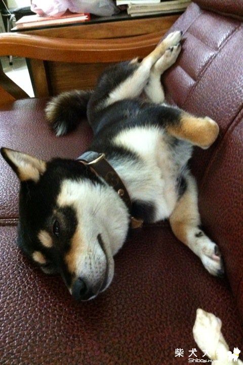 妹咕的睡姿很享受.....(原發表者:bibi)(相簿)