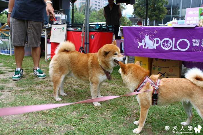 4/30自己來認領台中狗狗嘉年華(圖多)(原發表者:吧噗爸)(相簿)