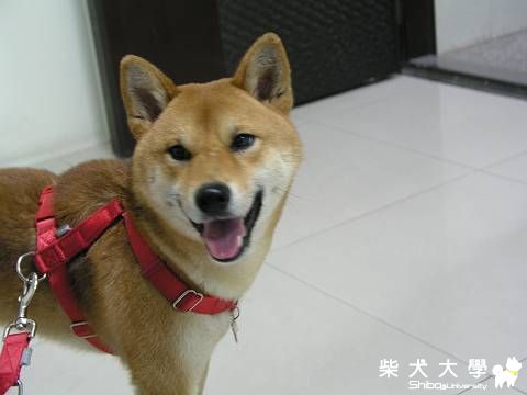 Fighter真勇敢～(原發表者:Fighter爸)(影片)