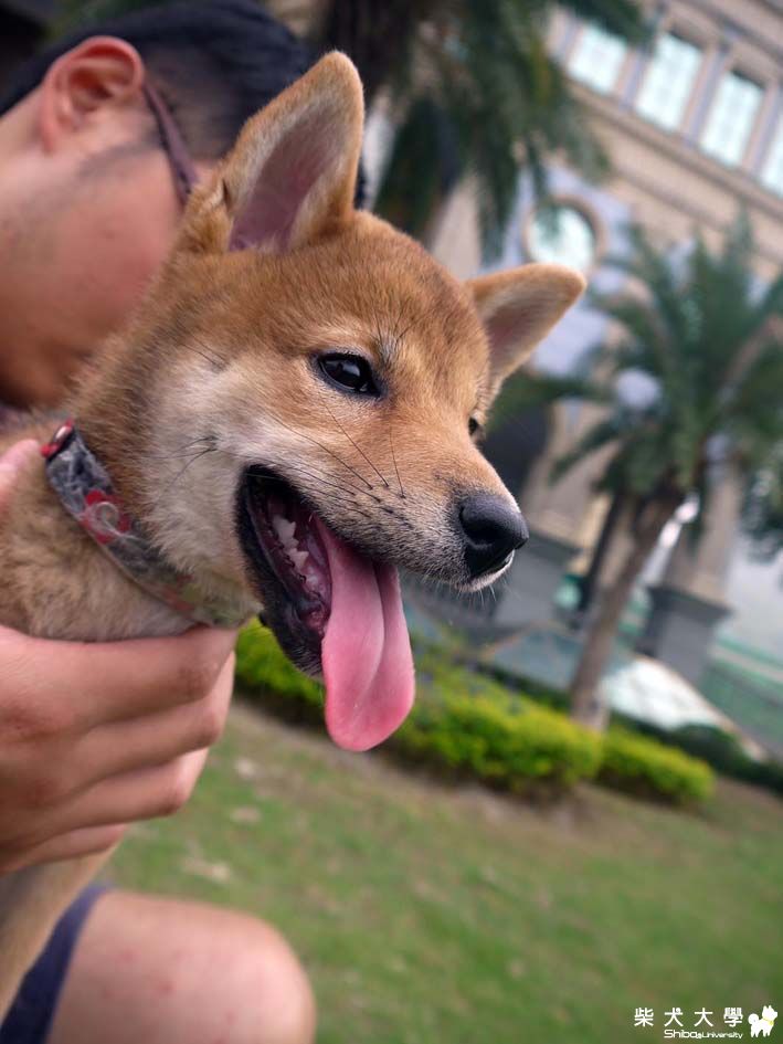 Junbo妹妹散步去(原發表者:bradbeett)(相簿)