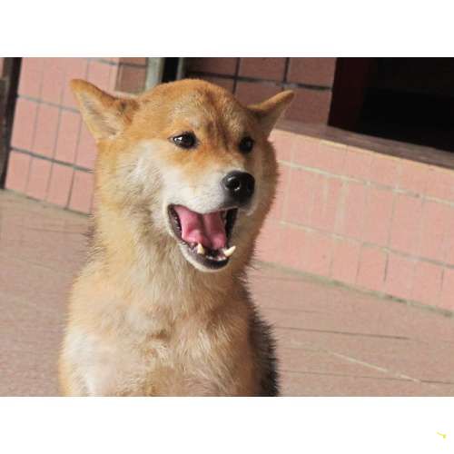 柴柴便條紙(原發表者:肯尼麻)(綜合討論)