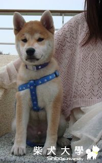 三個月的嘟嘟(原發表者:kkfire)(相簿)