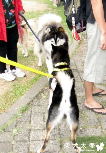 4/30(六)台中美術館綠園道-寵物嘉年華(請認領喔)(原發表者:Eagle姊)(相簿)