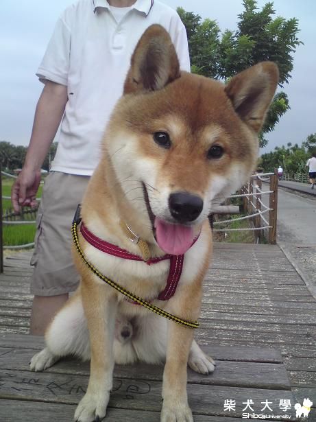 BOBO難得跟小熊好好的拍照(原發表者:bolen912)(相簿)