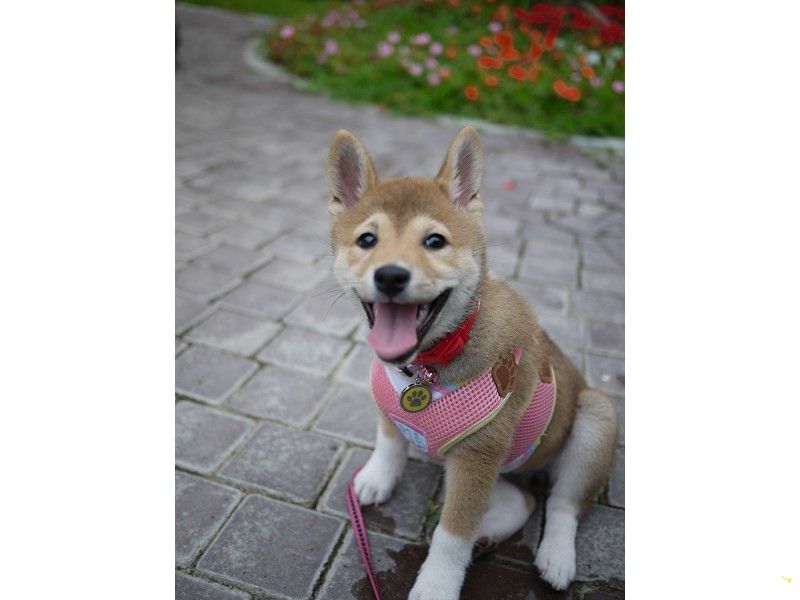 あおい小朋友快樂出遊~(原發表者:小卡媽咪)(相簿)