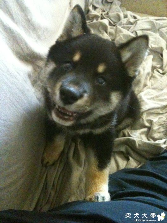 旺財滿兩個月嚕(原發表者:旺財爸)(相簿)