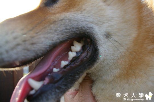 Fighter、Fighter亮晶晶～(原發表者:Fighter爸)(綜合討論)